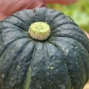 글로리팜 이미지