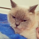 신 국제대형카 이미지