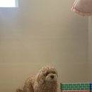 두두펫케어 이미지