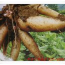 야콘부부농장 이미지