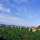 대관령 모터스 이미지