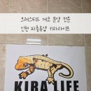 석암초등학교 | 인천파충류샵 키라라이프에서 크레스티드게코 분양