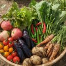 유성농장 | 유성구 도시농업 공동체 텃밭 농장 당첨 후기!!