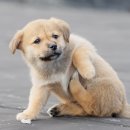 마음편한 동물메디컬센터 이미지