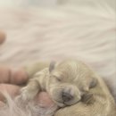 인천강아지분양 판도라독 가정분양 이미지