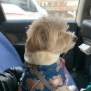 제제펫 Daum카페