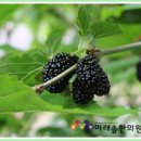 칠암 농장 이미지