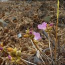 진달래농장 이미지