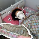 일신안경 | 부산 연제일신병원 자궁근종 로봇 복강경 맘모톰 수술 후기 (2)