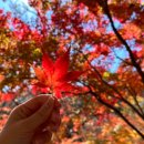 소나무PC | 숲🍁&#39;- 사전예약 방법부터 단풍 절정시기+꿀팁까지 다 알려드릴게요!(모노레일 후기, 주차 정보, 파전 후기)