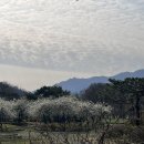 허리디스크 환자의 수술 후 일상(수술 후 2주차 생활, 퇴사 일상, 벚꽃 나들이)