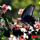나비 이미지