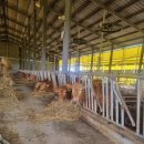 보기축산 이미지