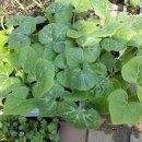 강화농약종묘사 이미지