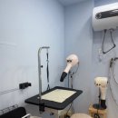 테일러퍼피 이미지