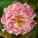 영어회화(기초) 이미지