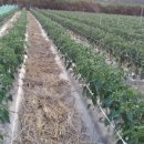 도식농장 이미지