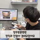 양주동물병원 | 양주동물병원 정직과 친절이 겸비되었어요