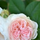 메이드 인 헤븐(Made in heaven) 이미지