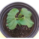 성심예아뜨어린이집 이미지