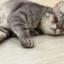 냥아치카페 이미지