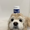 조이 동물 재활클리닉 | 강아지 퇴행성 관절염 예방법 필펫 조이튼 관절영양제 급여 후기