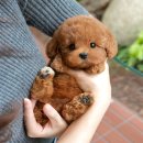 광주강아지분양 고양이분양 미유펫 본점 | 보성강아지분양 미유펫에서 운명같은 가족 만났어요!