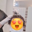 스파오라스칼프