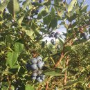 호주농장 이미지