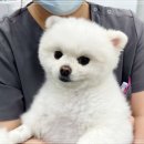 에디슨동물병원 네이버블로그