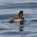 속초의 검은머리흰죽지(Greater scaup) 이미지