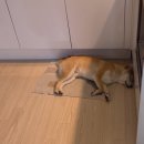 까까멍냐옹 수제간식 | [시바견 천억이] 부산 셀프 강아지 목욕탕