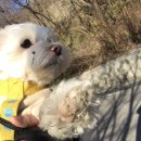 도그바이러스 이미지