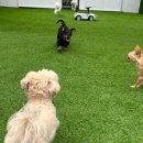 멍찌애견유치원 이미지