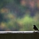 솔베이지 이미지