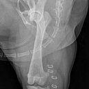 로얄동물외과수술센터 이미지