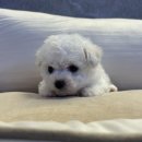 고양이미용연구소 | 서리펫에서 강아지 고양이 분양 받고 최신형 휴대폰 무료로 받아가세요!