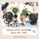 빛여울유치원 | 경기화성동탄수원 공립단설 빛여울유치원 가을원예체험 카랑코에 식물심기 꽃피는음악그림책
