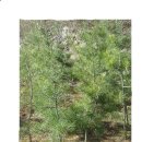 백송 농장 이미지