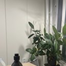 풍란 | 🌿 세솔 식물영양제 체험 후기: 우리 집 다육이 관엽식물 영양제 사용 몬스테라와 고무나무의 활력 비결! ✨