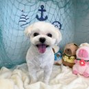 털찐친구들 이미지