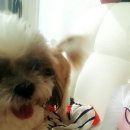 예일동물병원 이미지