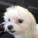 퍼피몽몽 이미지