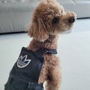 강아지 뷰티 이미지