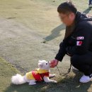 펫시터(반려견) 자격증 과정 이미지