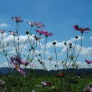 코스모스 이미지