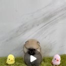 광주강아지분양 블랑펫 네이버블로그