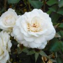 장미수퍼 이미지