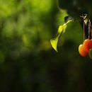 맑은눈사랑안경 이미지