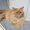 사하다 | 이사완료! 집사와 고양이 이사하다말고 넋두리 근황 전해요